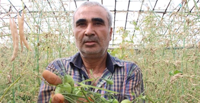 Domates fiyatları yüzde 400 arttı