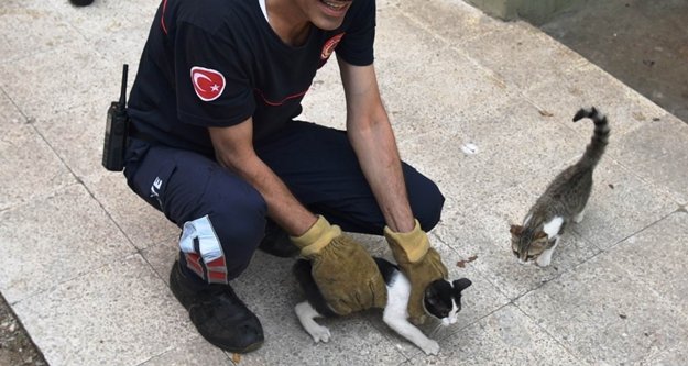 Girdikleri balkonda 2 gün mahsur kalan yavru kedileri itfaiye kurtardı