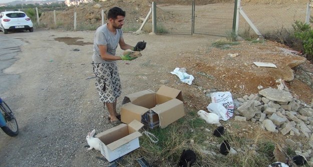 Hasta tavşanları yol kenarında ölüme terk ettiler