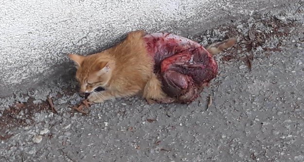 Kediye vahşet: Derisini yüzmüşler