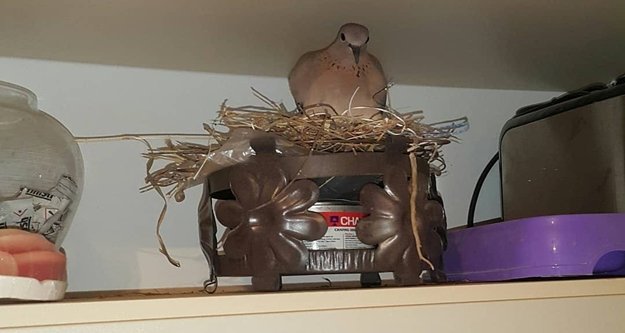 Kumrunun kedilerle dolu evde yuva yaptığı yer şaşırttı