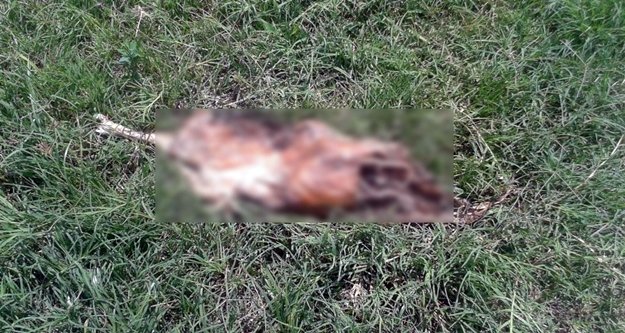 Parkta bulunan ölü köpek tepki çekti