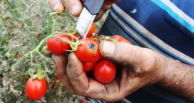 ‘Tuta’ yüzünden binlerce ton domates çöpe gitti