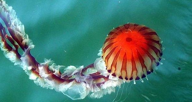 Akdeniz için şok uyarı! Sakın dokunmayın