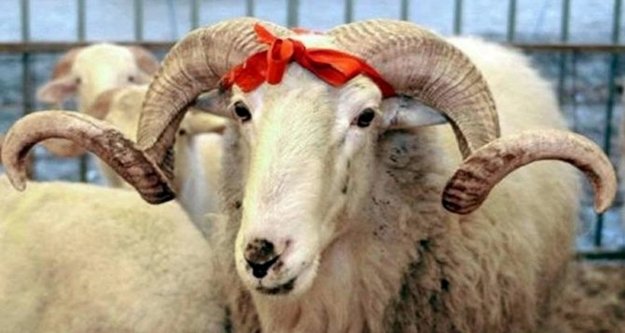 Alanya'da kurban kesim kursu başlıyor