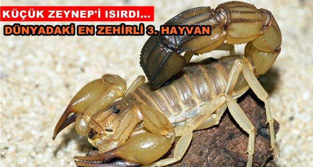 Alanya'da sarı akrep alarmı