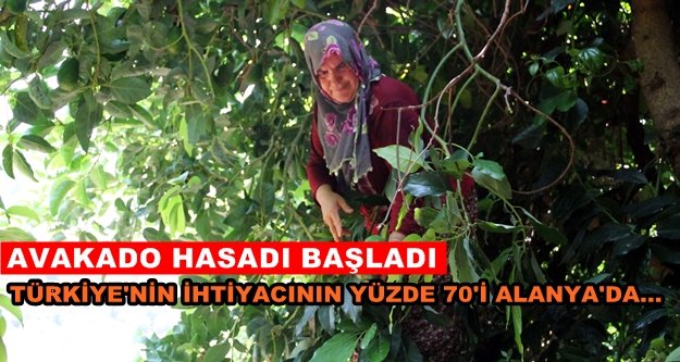 Alanya'nın avakado hedefi: 40 milyon adet