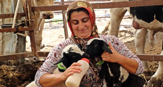 Anneleri doğumda ölen ikiz kuzulara ‘özel anne’ şefkati