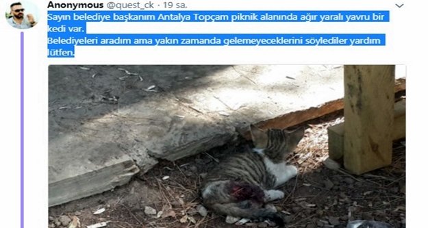 Büyükşehir sevimli dost için seferber oldu