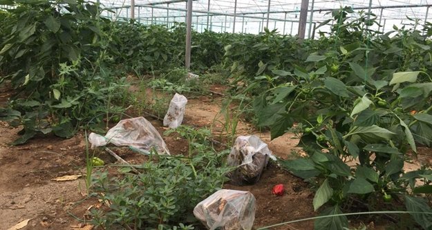 Domatesin ardından biberi de virüs vurdu