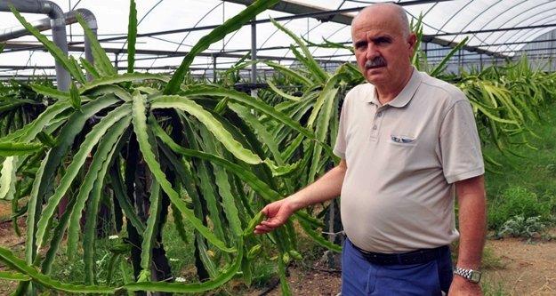 Ejder meyvesi pitaya Manavgat’ta yetiştirildi