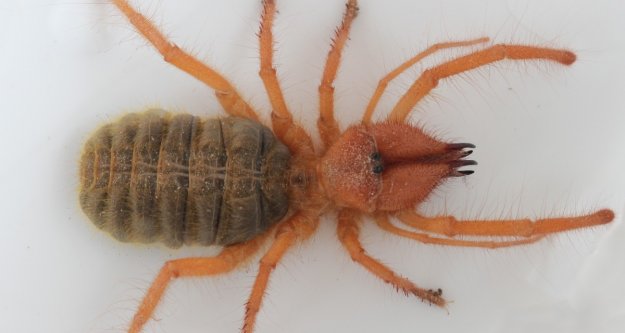 Et yiyen örümcek Alanya'da bir kişiyi ısırdı