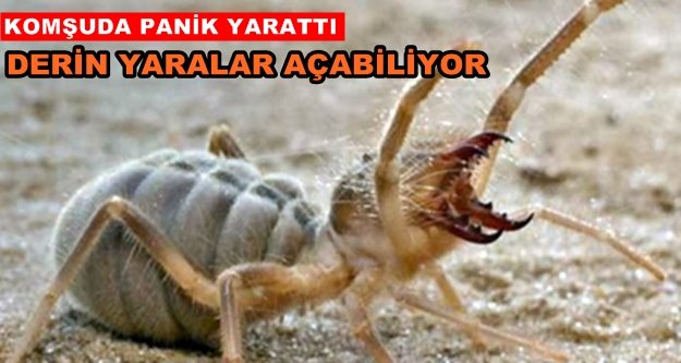 Gazipaşa ve Alanya bu böceğe dikkat!