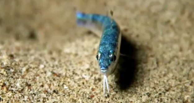 Kızıldeniz'den geldi, ilk kez görüntülendi