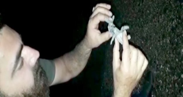 Yolunu kaybeden yavru caretta carettalara yardım eli