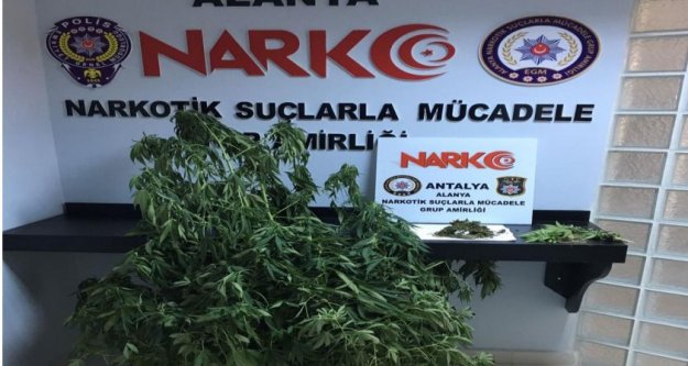 Alanya'da evin balkonunu esrar bahçesine çevirmiş