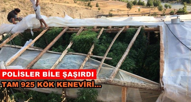 Alanya'da kenevir serasına baskın