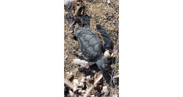 Alanya sahilinde misinalara dolanan yavru carettanın acı sonu