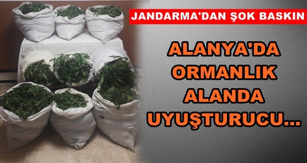 Alanya’da 22 bin 400 kök Hint keneviri ele geçirildi
