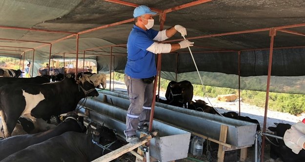 Büyükşehir Kurban Bayramı öncesi ilaçlamaya hız verdi