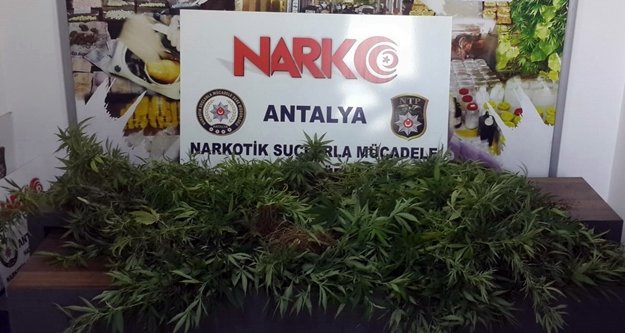 Evinde kenevir yetiştiren şüpheli yakalandı