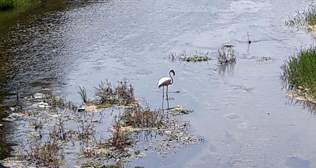 Flamingo Alanya'nın gözdesi oldu
