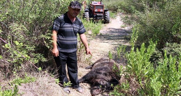 Kabus olan yaban domuzu 45 gün sonra etkisiz hale getirildi