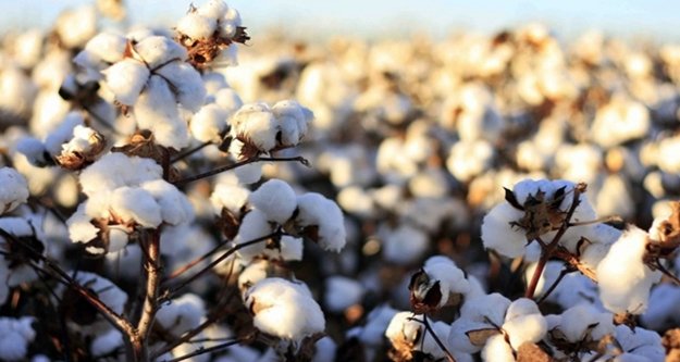 Sezonun ilk pamuğu kilogramı 50 liradan satıldı