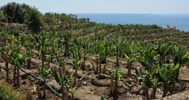 Tropik meyvelere tescil gelecek!