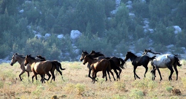 Yılkı atları geçen yıl gelen 25 bin turist sayısını, yılın bu ayında ikiye katladı