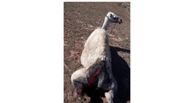 Alanya'da vicdansızlığın böylesi görülmedi