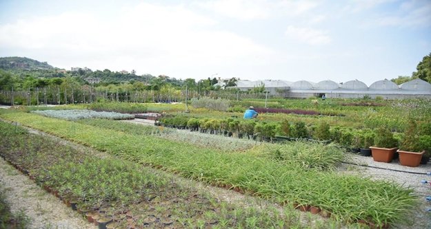 Belediye kendi bitkisini kendisi yetiştiriyor