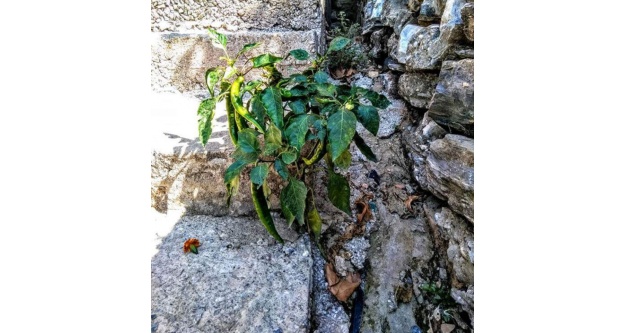 Betondan biber fidesi çıktı