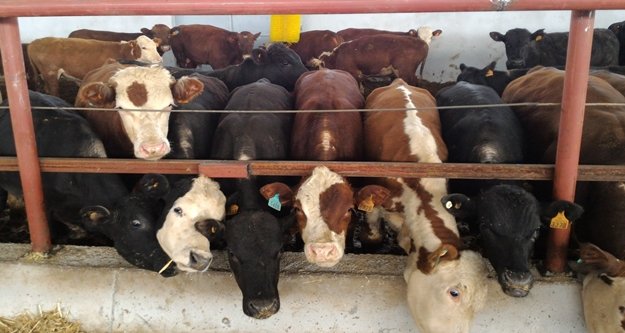 Desteklemeyle 400 başlık çiftlik kuruldu