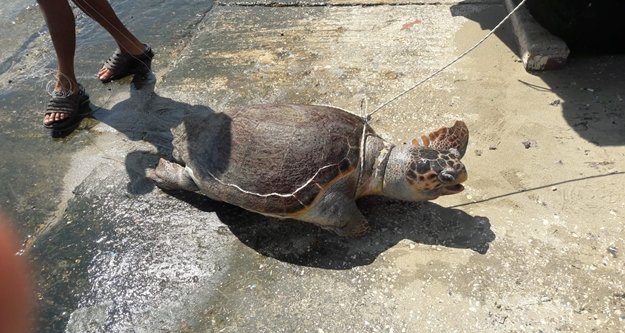 Ölü halde caretta caretta bulundu