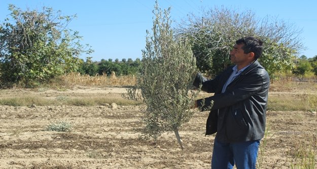 140 Zeytin ağacı kimliği belirsiz kişilerce kesildi