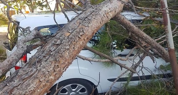 Dev çam ağacı gece araba ve evin üzerine devrildi
