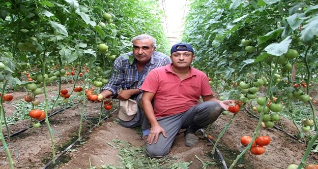 Domates merkezinden tüketiciye müjdeli haber
