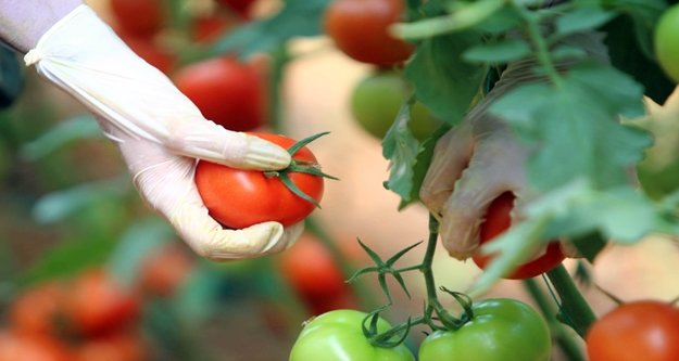 Güzlük domates hasadı başladı