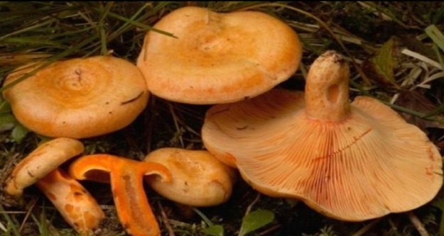 İlk mantarlar çıktı