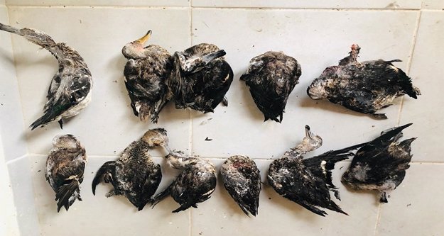 Kaçak avcılara ceza yağdı