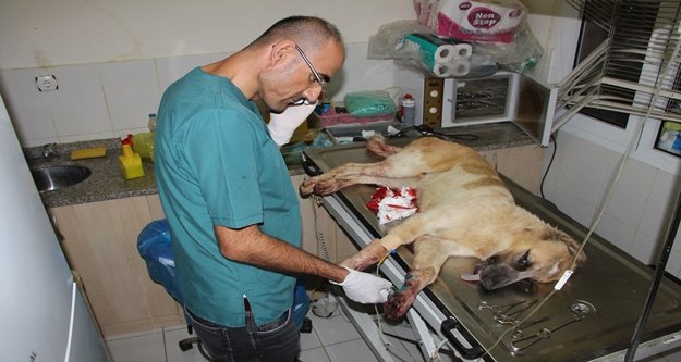 Sokak köpeği tüfekle vuruldu