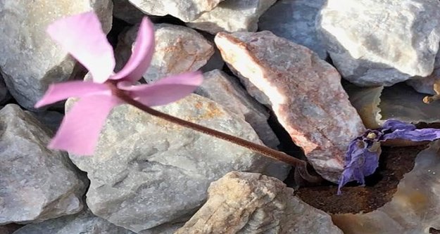 Taş altından çıkan sıklamen çiçek açtı