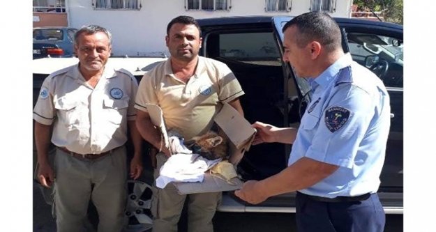 Yaralı tilki tedavi altına alındı