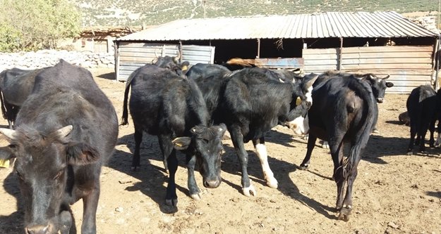 Yerli kara sığır sayısı arttırılacak