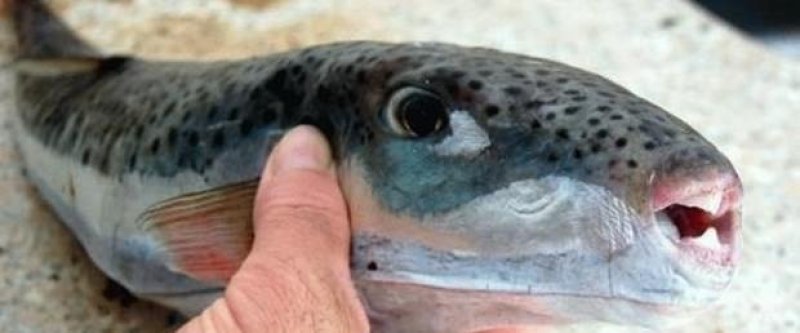 Alanya'da balon balığı yiyen kişi yoğun bakıma alındı