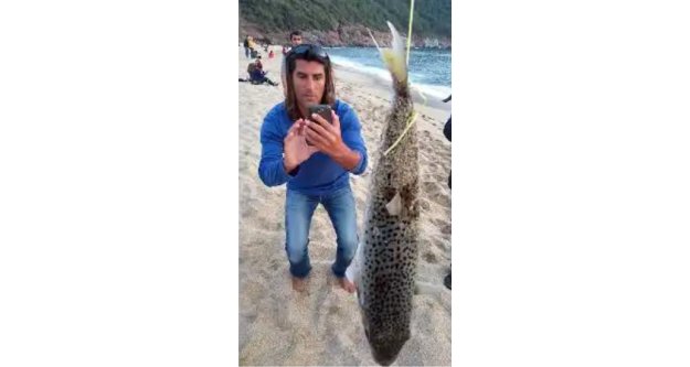 Alanya sahilinde balon balığı paniği