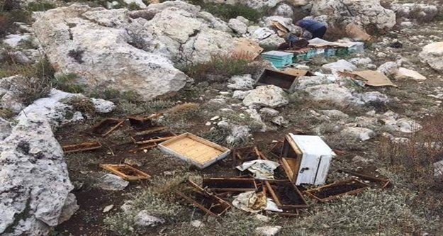 Ayı arı kovanlarını böyle parçaladı