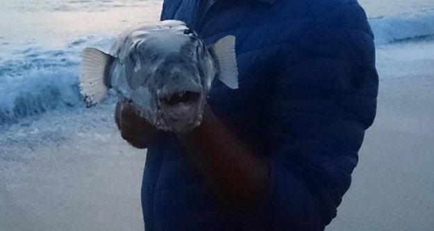 Balon balığı Alanya’yı tehdit ediyor!