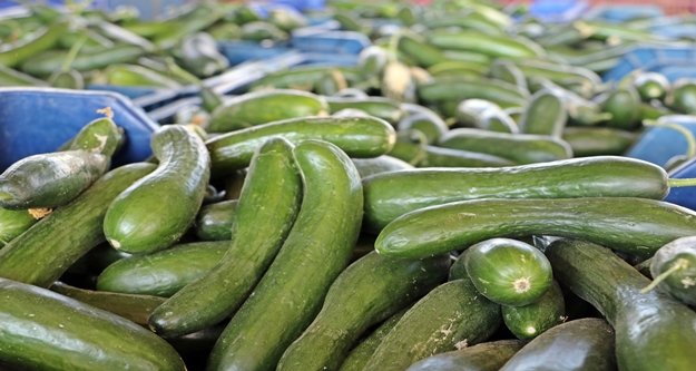 'Kasım' sıcağı, salatalık fiyatını 4 kat dibe çekti